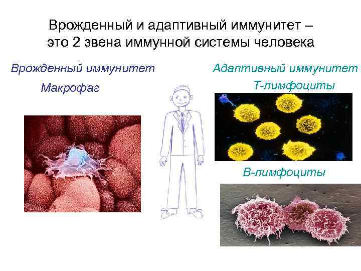 Как выглядит иммунная система человека фото