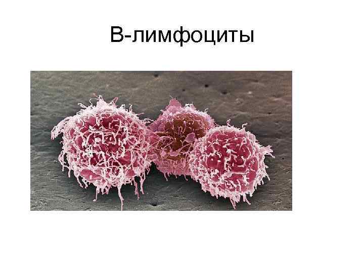 В-лимфоциты 