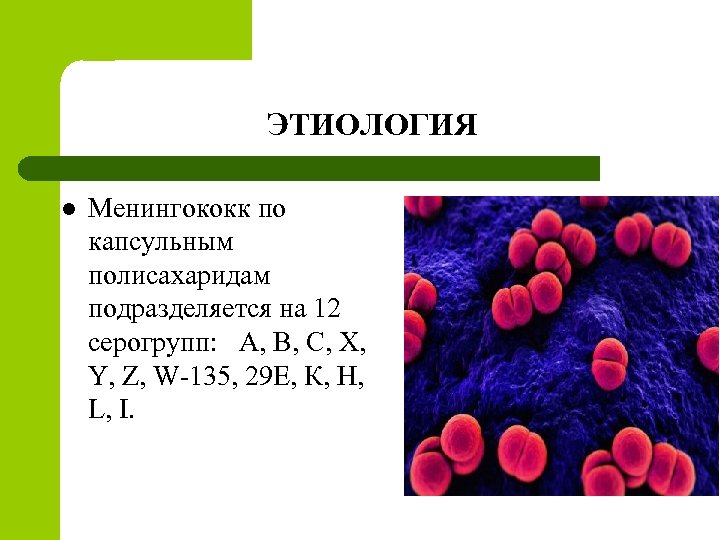 Менингококки микробиология. Серогруппы менингококка.