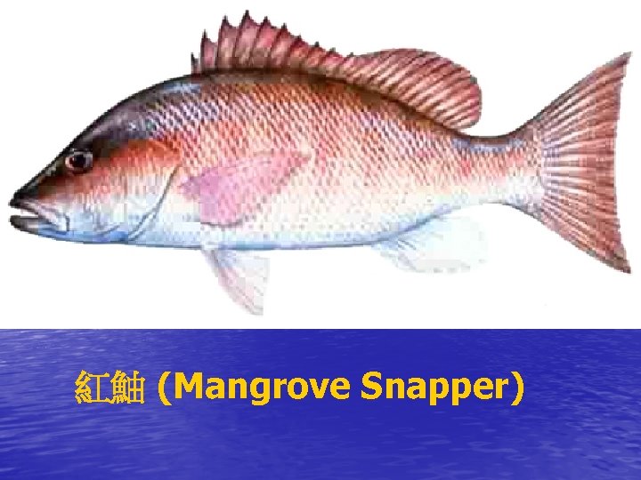 紅鮋 (Mangrove Snapper) 