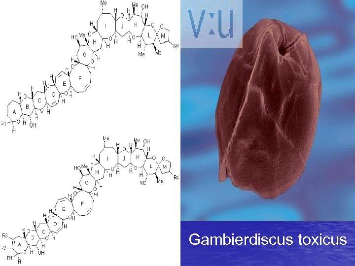 Gambierdiscus toxicus 