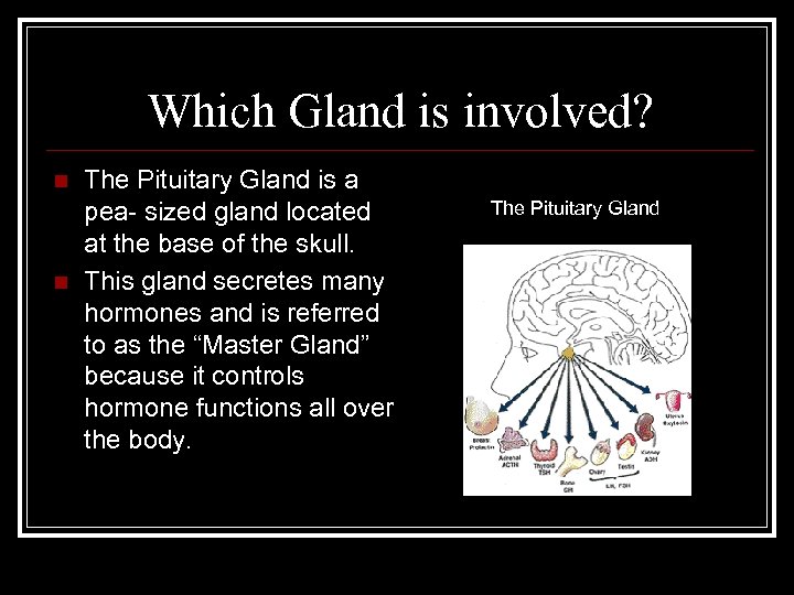 Which Gland is involved? n n The Pituitary Gland is a pea- sized gland
