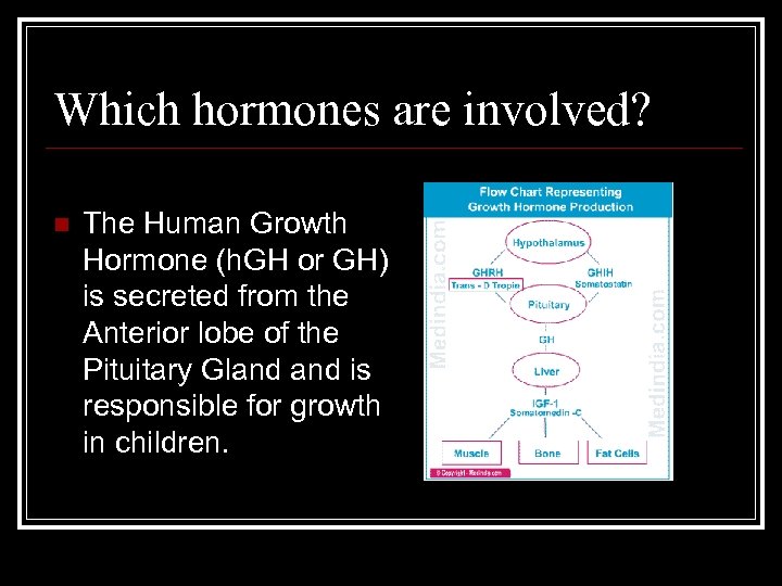 Which hormones are involved? n The Human Growth Hormone (h. GH or GH) is