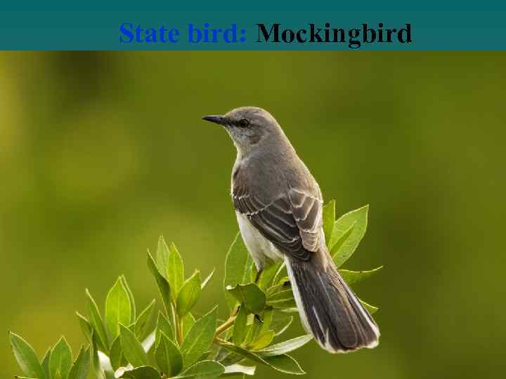 State bird: Mockingbird 