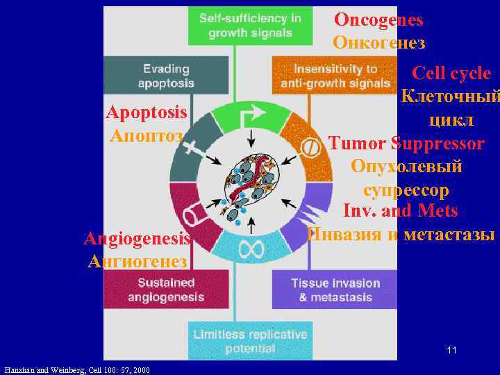 Oncogenes Онкогенез Apoptosis Апоптоз Angiogenesis Ангиогенез Cell cycle Клеточный цикл Tumor Suppressor Опухолевый супрессор