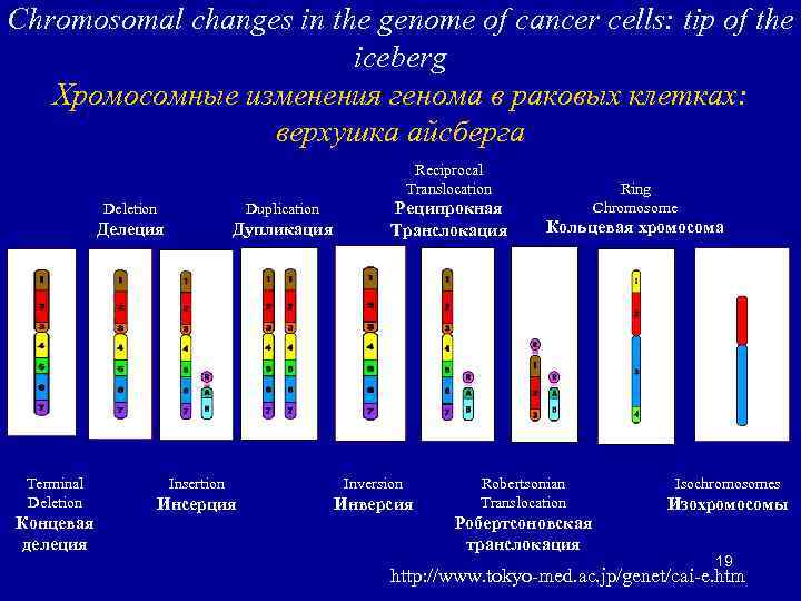 Chromosomal changes in the genome of cancer cells: tip of the iceberg Хромосомные изменения