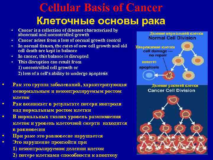 Cellular Basis of Cancer Клеточные основы рака • • • Cancer is a collection