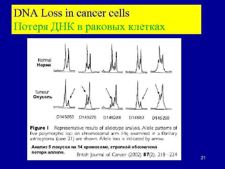 DNA Loss in cancer cells Потеря ДНК в раковых клетках Норма Опухоль Анализ 5