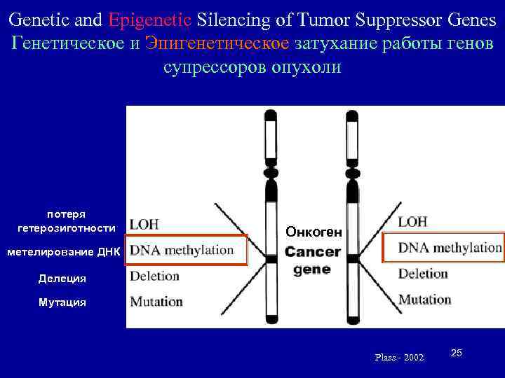 Genetic and Epigenetic Silencing of Tumor Suppressor Genes Генетическое и Эпигенетическое затухание работы генов