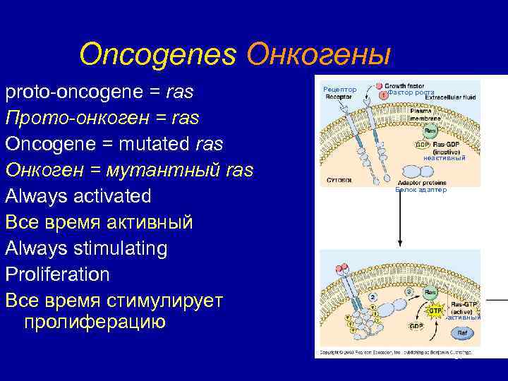 Oncogenes Онкогены proto-oncogene = ras Прото-онкоген = ras Oncogene = mutated ras Онкоген =