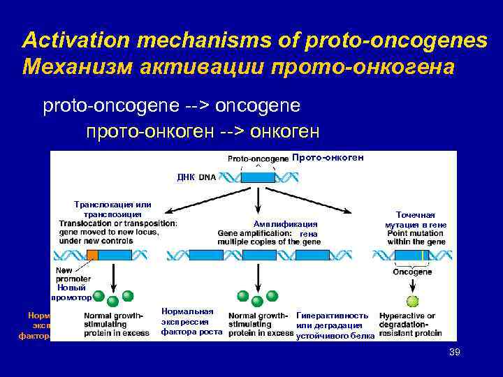 Activation mechanisms of proto-oncogenes Механизм активации прото-онкогена proto-oncogene --> oncogene прото-онкоген --> онкоген Прото-онкоген