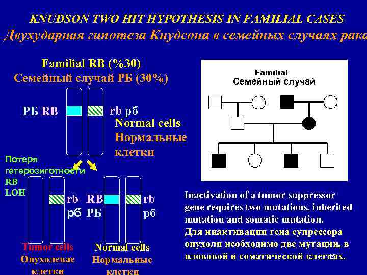 KNUDSON TWO HIT HYPOTHESIS IN FAMILIAL CASES Двухударная гипотеза Кнудсона в семейных случаях рака