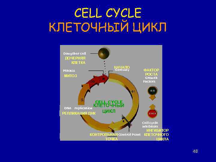 CELL CYCLE КЛЕТОЧНЫЙ ЦИКЛ Daugther cell ДОЧЕРНЯЯ КЛЕТКА НАЧАЛО Gateway Mitosis МИТОЗ ФАКТОР РОСТА