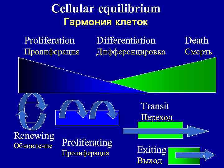 Cellular equilibrium Гармония клеток Proliferation Differentiation Death Пролиферация Дифференцировка Смерть Transit Переход Renewing Обновление