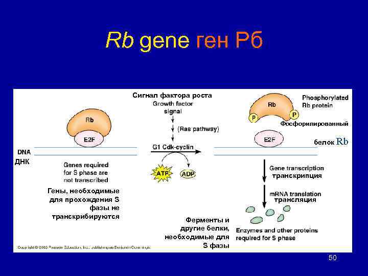 Rb gene ген Рб Сигнал фактора роста Фосфорилированный белок Rb ДНК транскрипция Гены, необходимые