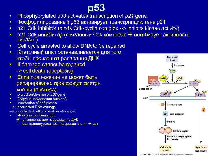  • • p 53 Phosphyorylated p 53 activates transcription of p 21 gene