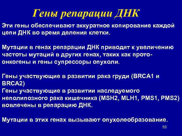 Гены репарации ДНК Эти гены обеспечивают аккуратное копирование каждой цепи ДНК во время деления