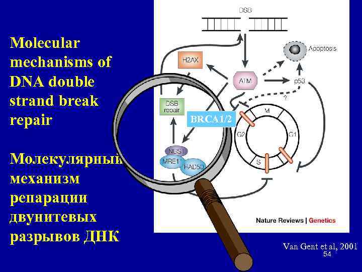 Molecular mechanisms of DNA double strand break repair Молекулярный механизм репарации двунитевых разрывов ДНК