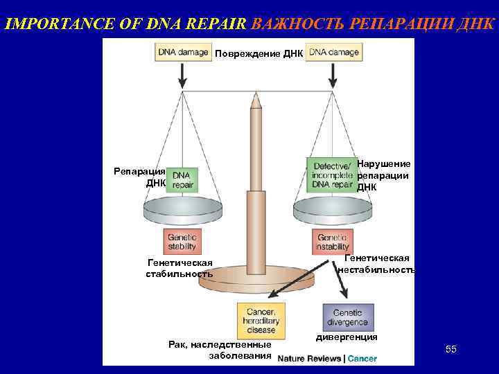IMPORTANCE OF DNA REPAIR ВАЖНОСТЬ РЕПАРАЦИИ ДНК Повреждение ДНК Нарушение репарации ДНК Репарация ДНК