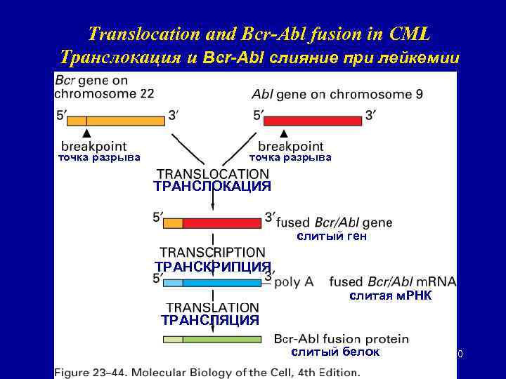 Translocation and Bcr-Abl fusion in CML Транслокация и Bcr-Abl слияние при лейкемии точка разрыва