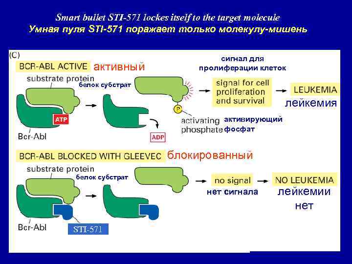 Smart bullet STI-571 lockes itself to the target molecule Умная пуля STI-571 поражает только
