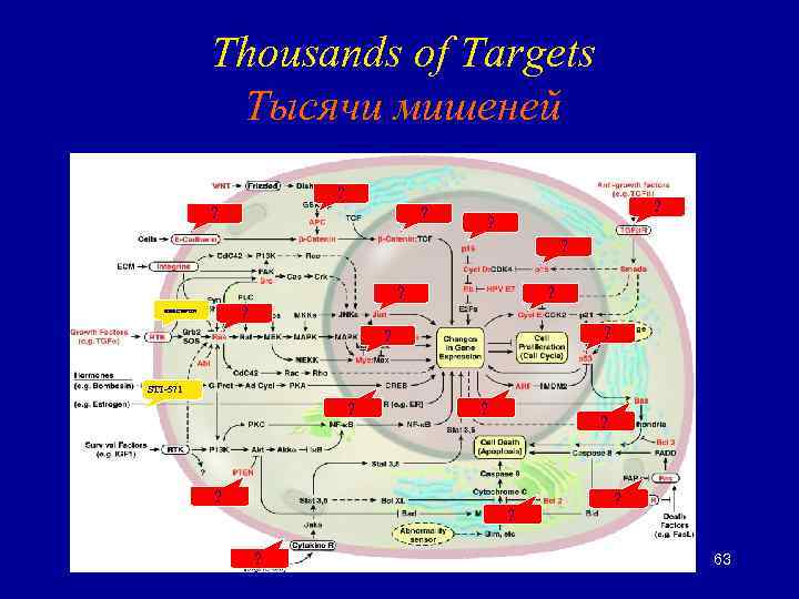 Thousands of Targets Тысячи мишеней ? ? ? HERCEPTIN ? ? STI-571 ? ?