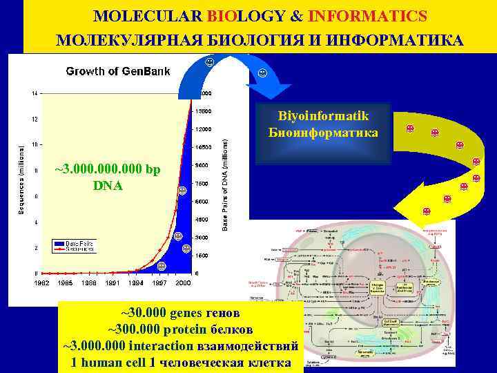 MOLECULAR BIOLOGY & INFORMATICS МОЛЕКУЛЯРНАЯ БИОЛОГИЯ И ИНФОРМАТИКА Biyoinformatik Биоинформатика ~3. 000 bp DNA