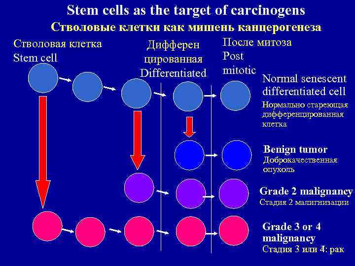 Stem cells as the target of carcinogens Стволовые клетки как мишень канцерогенеза Стволовая клетка