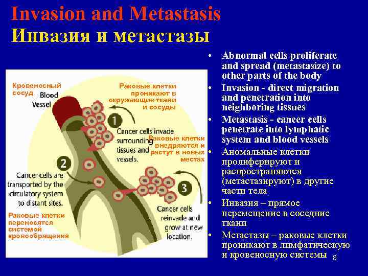 Invasion and Metastasis Инвазия и метастазы Кровеносный сосуд Раковые клетки переносятся системой кровообращения •