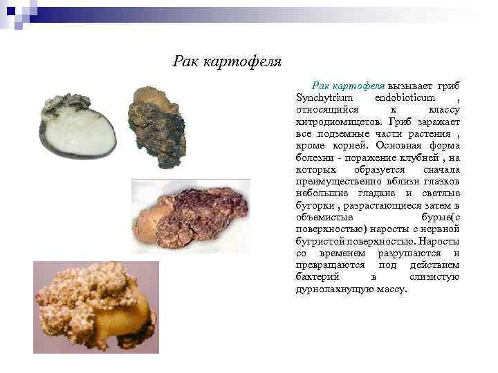 Рак картофеля вызывает гриб Synchytrium endobioticum , относящийся к классу хитродиомицетов. Гриб заражает все
