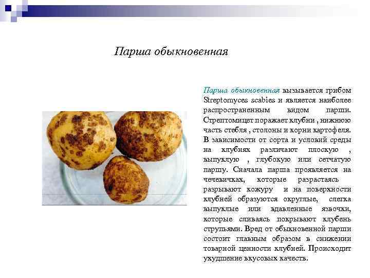 Парша обыкновенная вызывается грибом Streptomyces scabies и является наиболее распространенным видом парши. Стрептомицет поражает