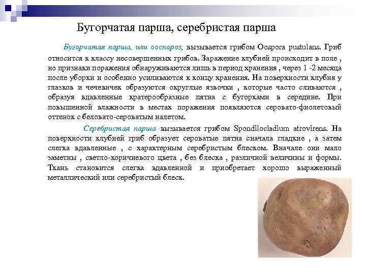 Бугорчатая парша, серебристая парша Бугорчатая парша, или ооспороз, вызывается грибом Oospora pustulans. Гриб относится