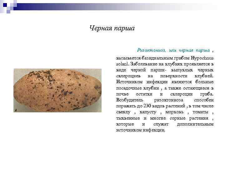 Черная парша Ризоктониоз, или черная парша , вызывается базидиальным грибом Hypochnus solani. Заболевание на