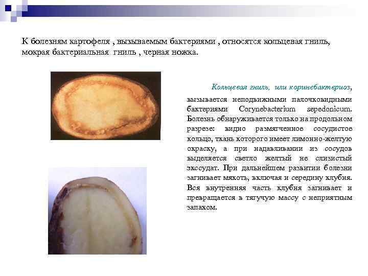 К болезням картофеля , вызываемым бактериями , относятся кольцевая гниль, мокрая бактериальная гниль ,