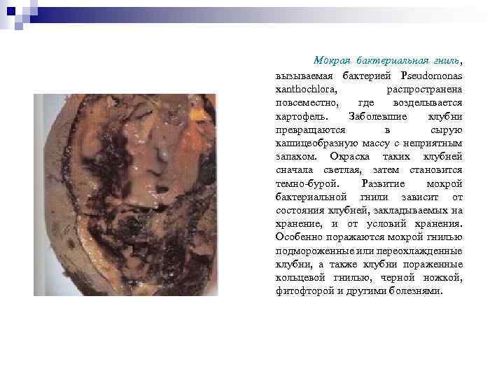 Мокрая бактериальная гниль, вызываемая бактерией Pseudomonas xanthochlora, распространена повсеместно, где возделывается картофель. Заболевшие клубни