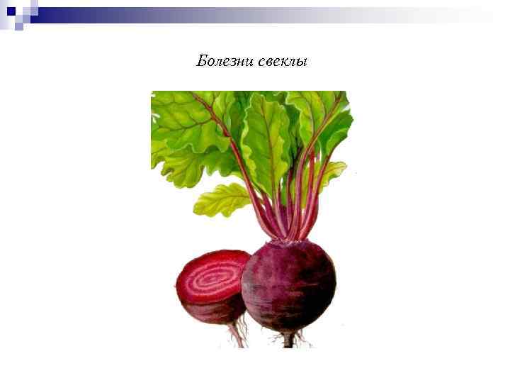 Болезни свеклы 