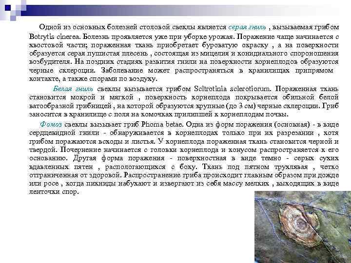 Одной из основных болезней столовой свеклы является серая гниль , вызываемая грибом Botrytis cinerea.