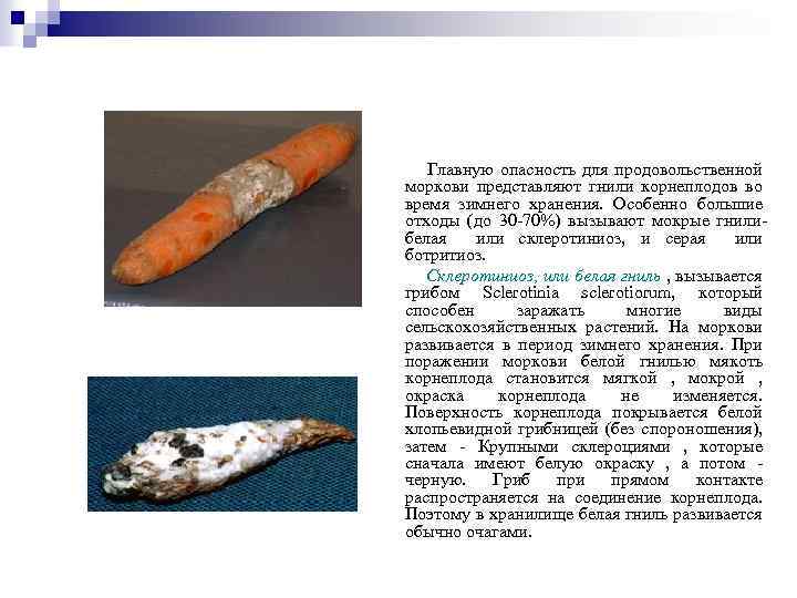 Главную опасность для продовольственной моркови представляют гнили корнеплодов во время зимнего хранения. Особенно большие