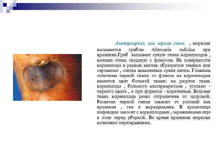 Альтернариоз, или черная гниль , моркови вызывается грибом Alternaria radicina при хранении. Гриб вызывает