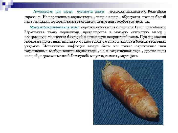 Пенициллез, или сизая плесневая гниль , моркови вызывается Penicillium expansum. На пораженных корнеплодах ,