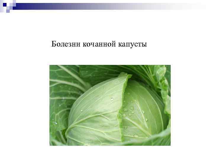 Болезни кочанной капусты 