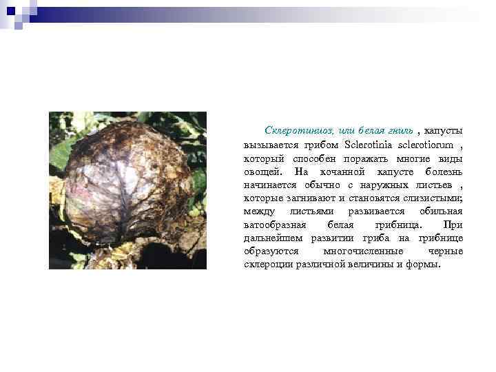 Склеротиниоз, или белая гниль , капусты вызывается грибом Sclerotinia sclerotiorum , который способен поражать