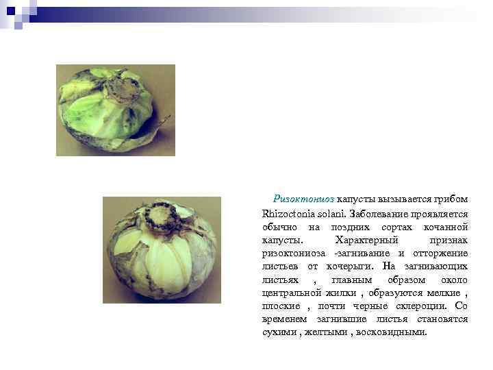 Ризоктониоз капусты вызывается грибом Rhizoctonia solani. Заболевание проявляется обычно на поздних сортах кочанной капусты.