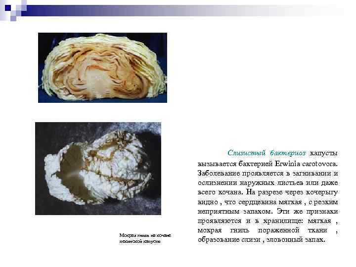 Мокрая гниль на кочане пекинской капусты Слизистый бактериоз капусты вызывается бактерией Erwinia carotovora. Заболевание