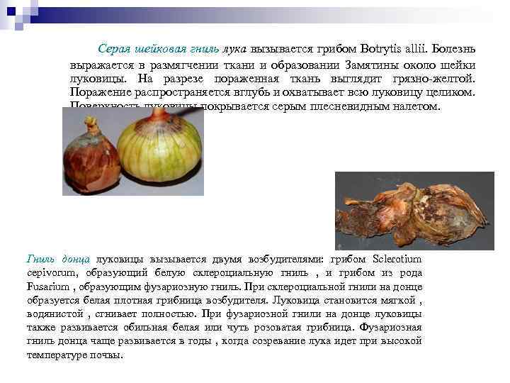 Серая шейковая гниль лука вызывается грибом Botrytis allii. Болезнь выражается в размягчении ткани и