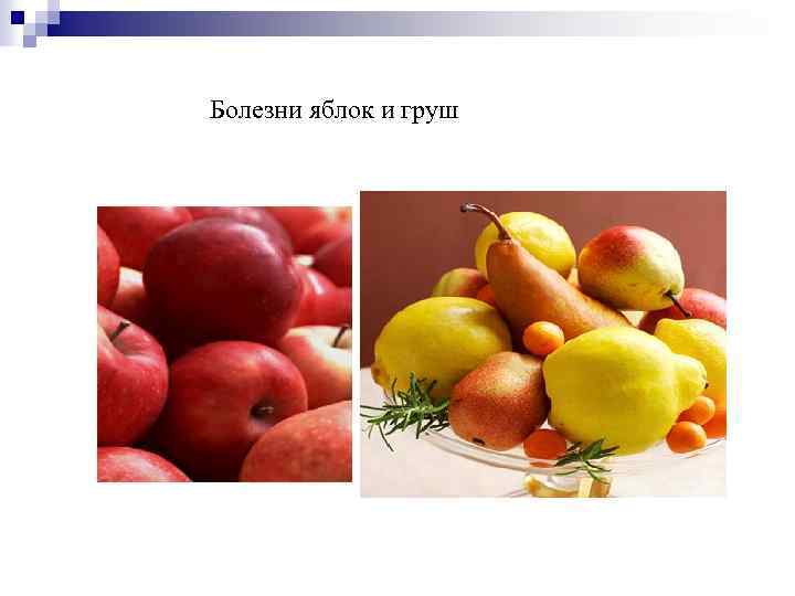 Болезни яблок и груш 
