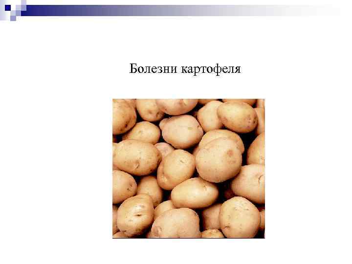 Болезни картофеля 