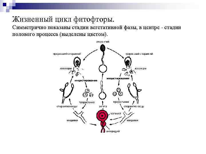 Жизненный цикл фитофторы. Симметрично показаны стадии вегетативной фазы, в центре - стадии полового процесса