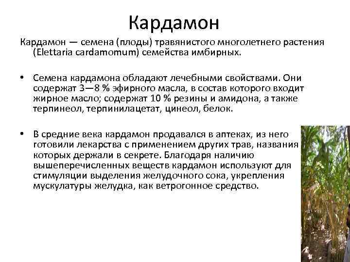 Кардамон польза и вред. Кардамон что это полезные свойства. Кардамон лечебные свойства. Чем полезен кардамон. Кардамон лечебные качества.