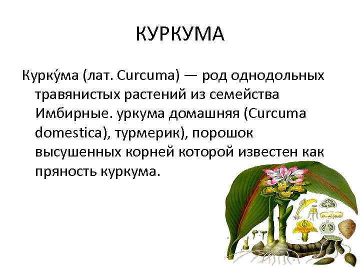 КУРКУМА Курку ма (лат. Curcuma) — род однодольных травянистых растений из семейства Имбирные. уркума